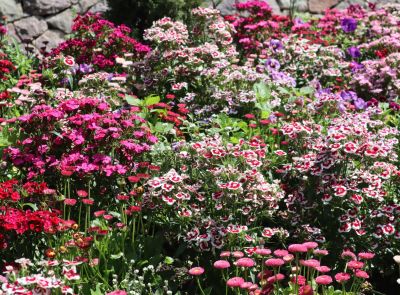 Radiant Flower Beds